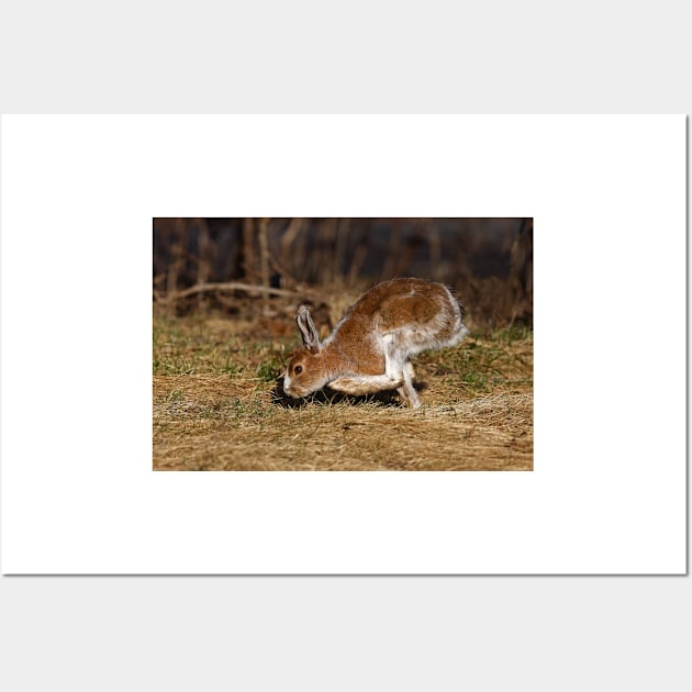 Snowshoe Hare running through the meadow in spring Wall Art by Jim Cumming